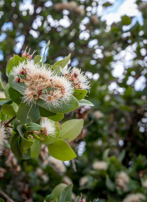 Free White Blooming Flowers  Stock Photo