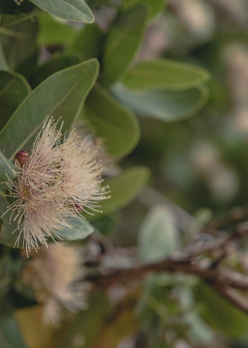 Free Leaves  Stock Photo