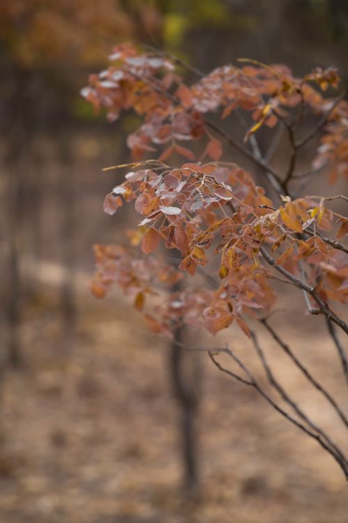 Free Drying Leaves  Stock Photo