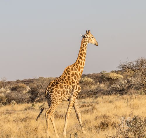 Free Girrafe  Stock Photo