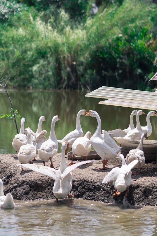 Free Flock of Domestic Geese Near the Lake  Stock Photo