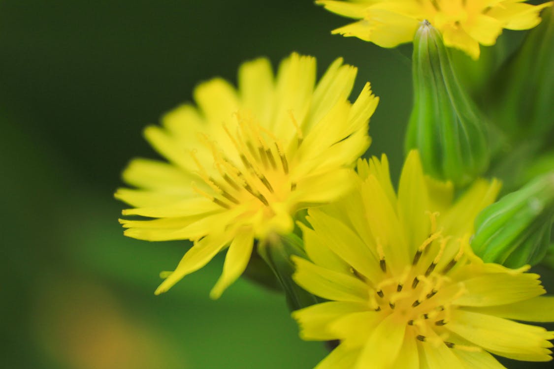 無料 黄色い花びらの花 写真素材