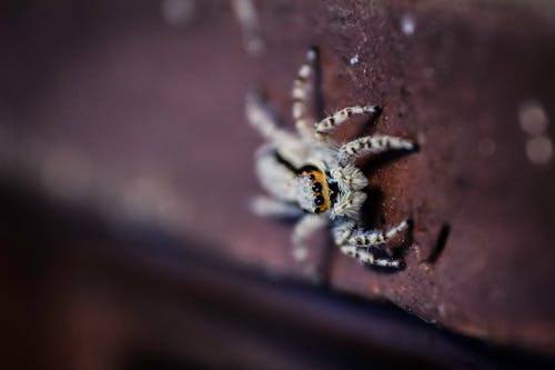 Araña Saltadora De Pared Marrón