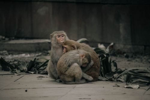 Free Three monkeys huddle together on a stone floor in Delhi, India, showcasing family bonds. Stock Photo