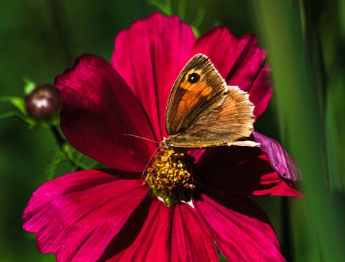 Free Close Up Photo of Butterfly on Red Flower Stock Photo