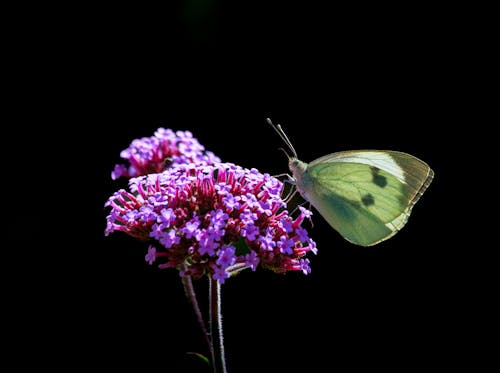 Free White Butterfly on flower Stock Photo