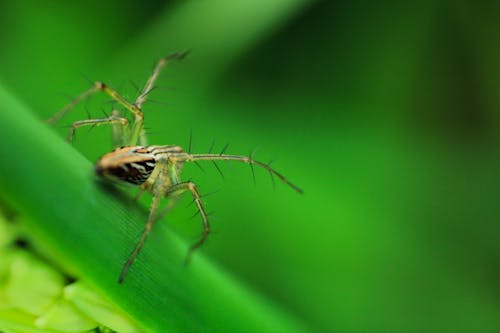 Kostenlos Basilica Orb Weaver Spider Auf Grünem Blatt Stock-Foto