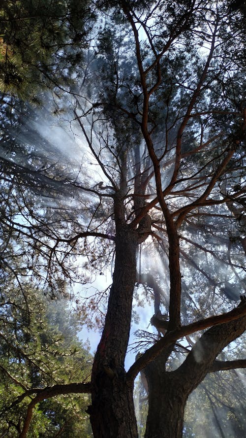 低角度拍攝, 光秃秃的树木, 垂直拍摄 的 免费素材图片