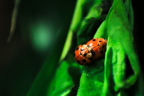 Laby Bugs Mating on Green Surface