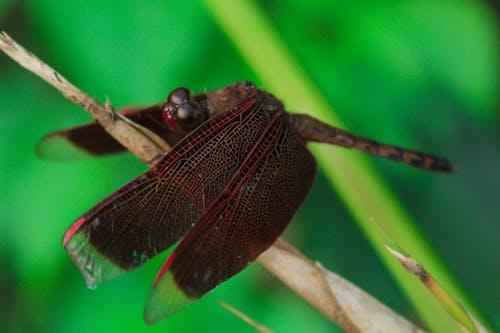 бесплатная красно коричневая стрекоза на желтой траве Стоковое фото