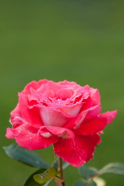 Free A beautiful red rose with morning dew, captured close-up outdoors, perfect for nature enthusiasts. Stock Photo