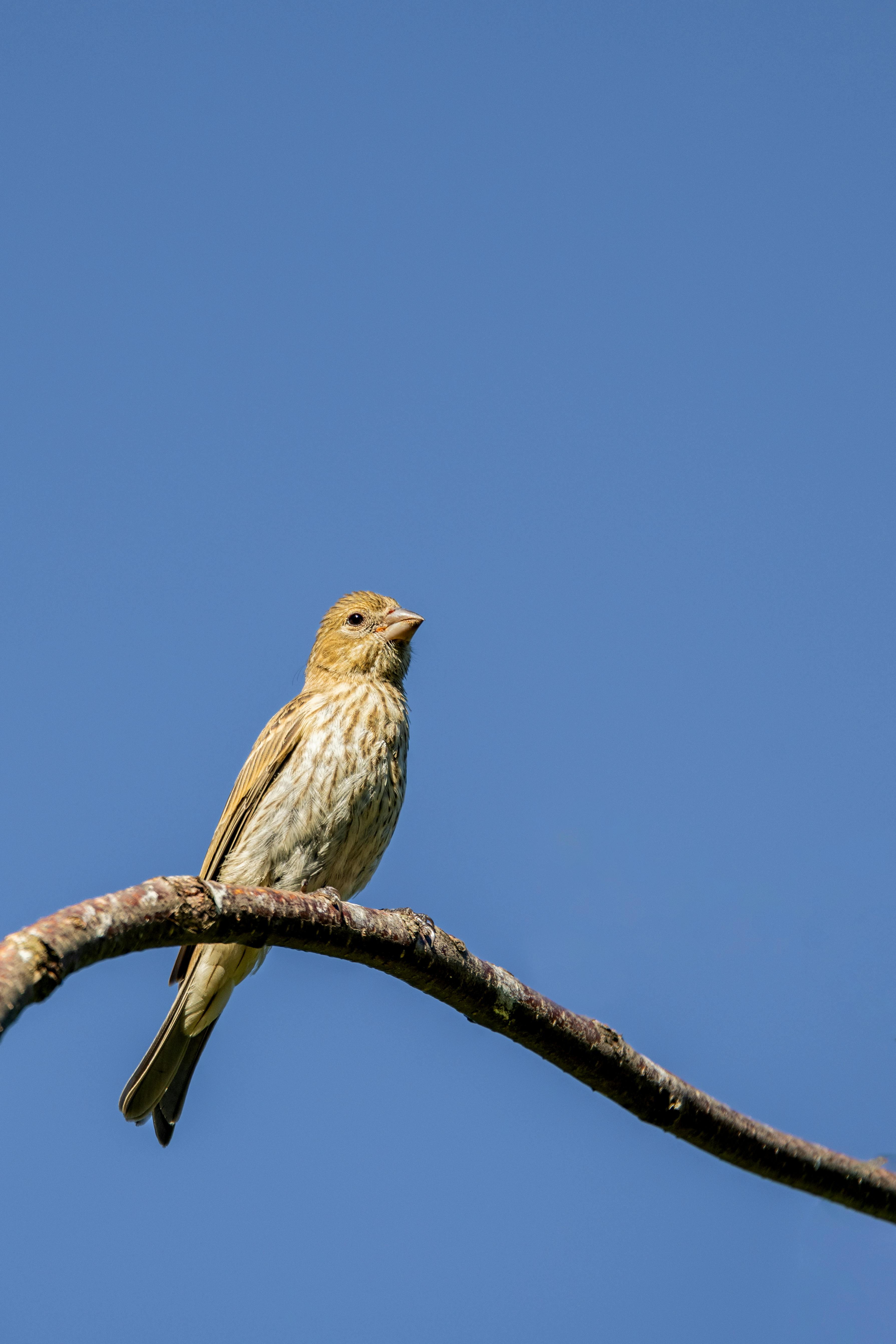 Photo of Bird Perched on Tree Branch · Free Stock Photo