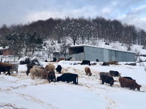 Immagine gratuita di alberi spogli, animali della fattoria, azienda agricola