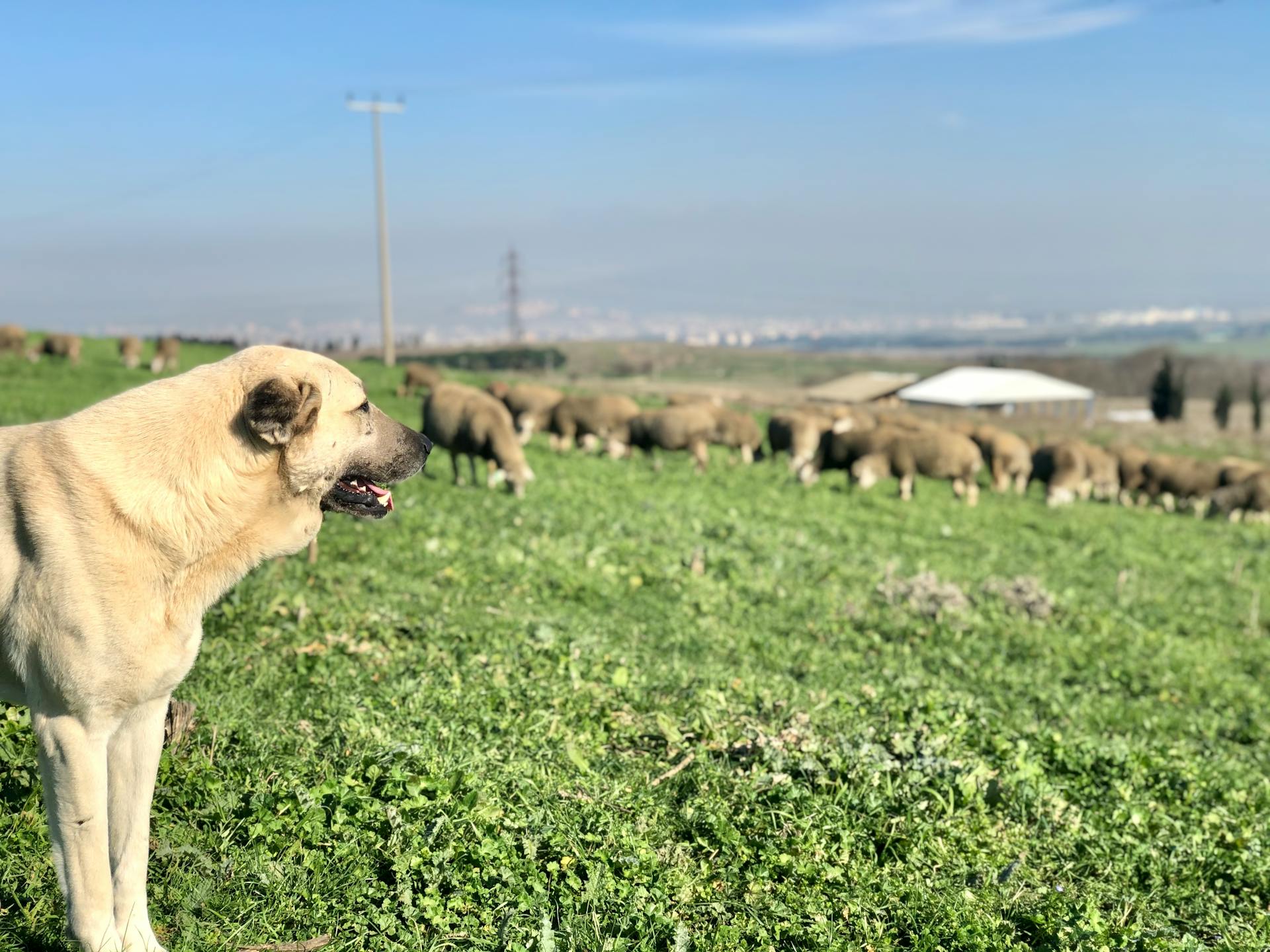 Een Anatolische herdershond staat op groen gras