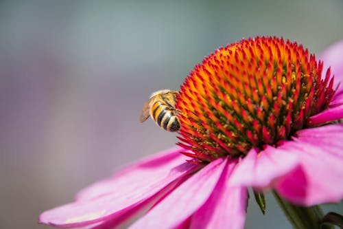 Honey Bee on a Blooming Flower in Macro Photography