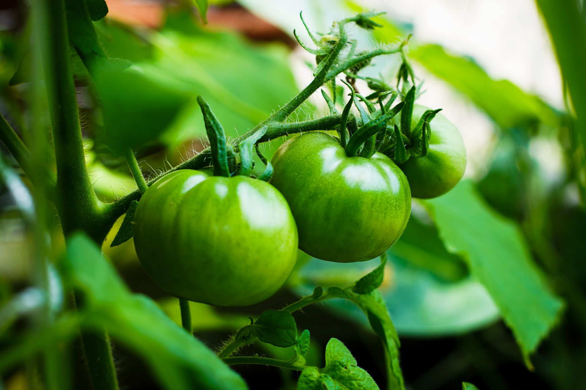heavy clusters of ripe tomatoes on healthy plant in home garden