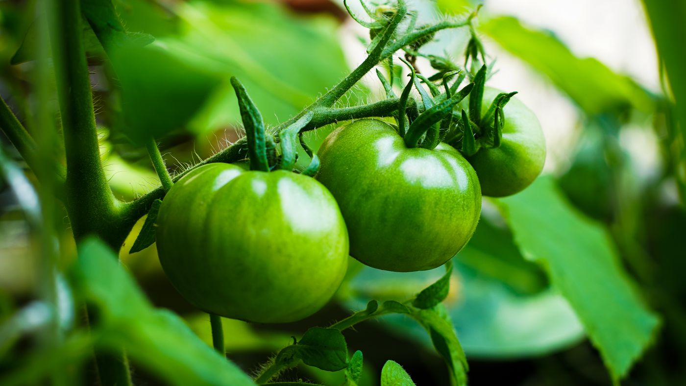 Green tomatoes hanging on the vine