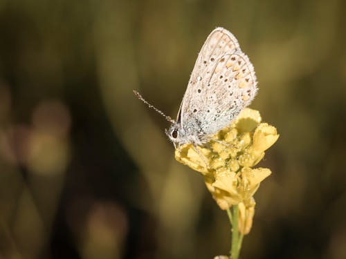 Brown and White Butterfly Perched on Yellow Flower in Close Up Photography