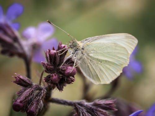 Foto profissional grátis de borboleta, empoleirado, fechar-se