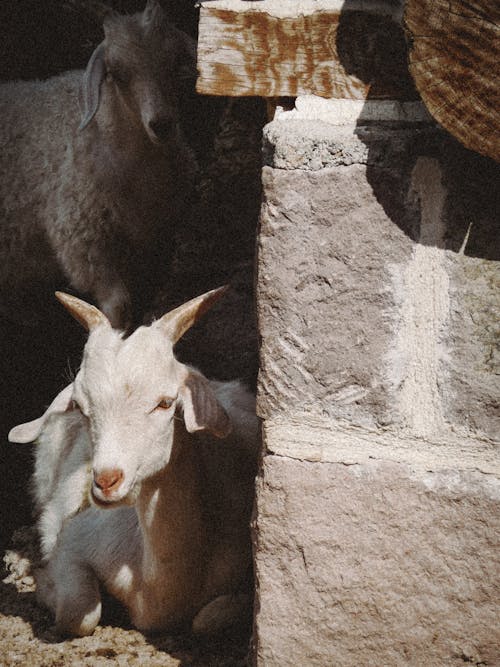 Fotos de stock gratuitas de animal, cabra, cuernos