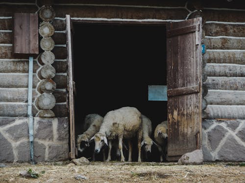 bezplatná Základová fotografie zdarma na téma dveře, farma, hospodářská zvířata Základová fotografie