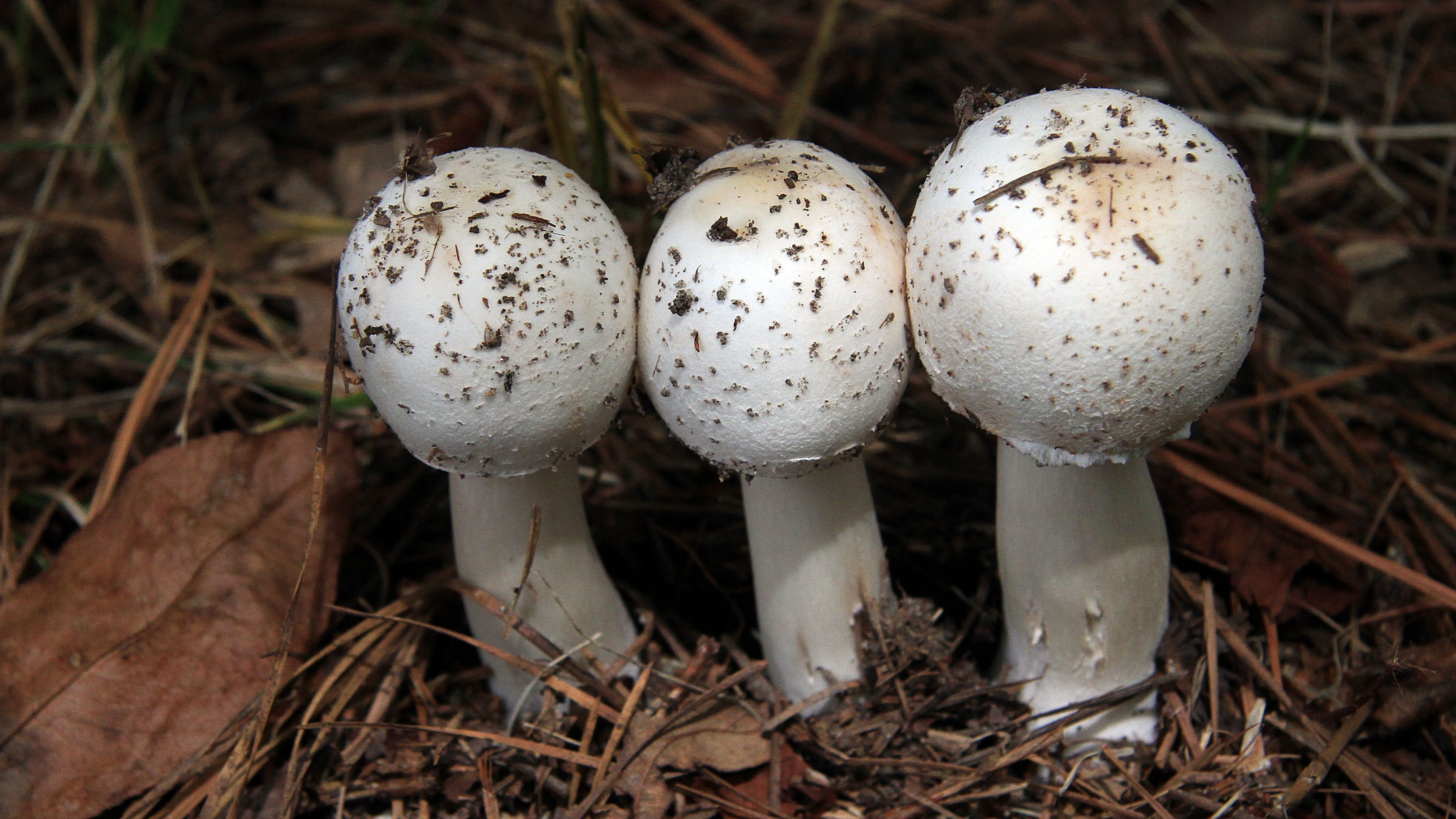 Gratis Foto stok gratis agaricales, alam, alami Foto Stok