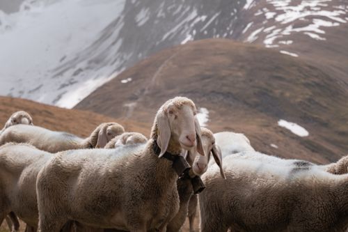 Free A herd of sheep grazes peacefully in the mountainous landscape of Obergurgl, Austria. Stock Photo