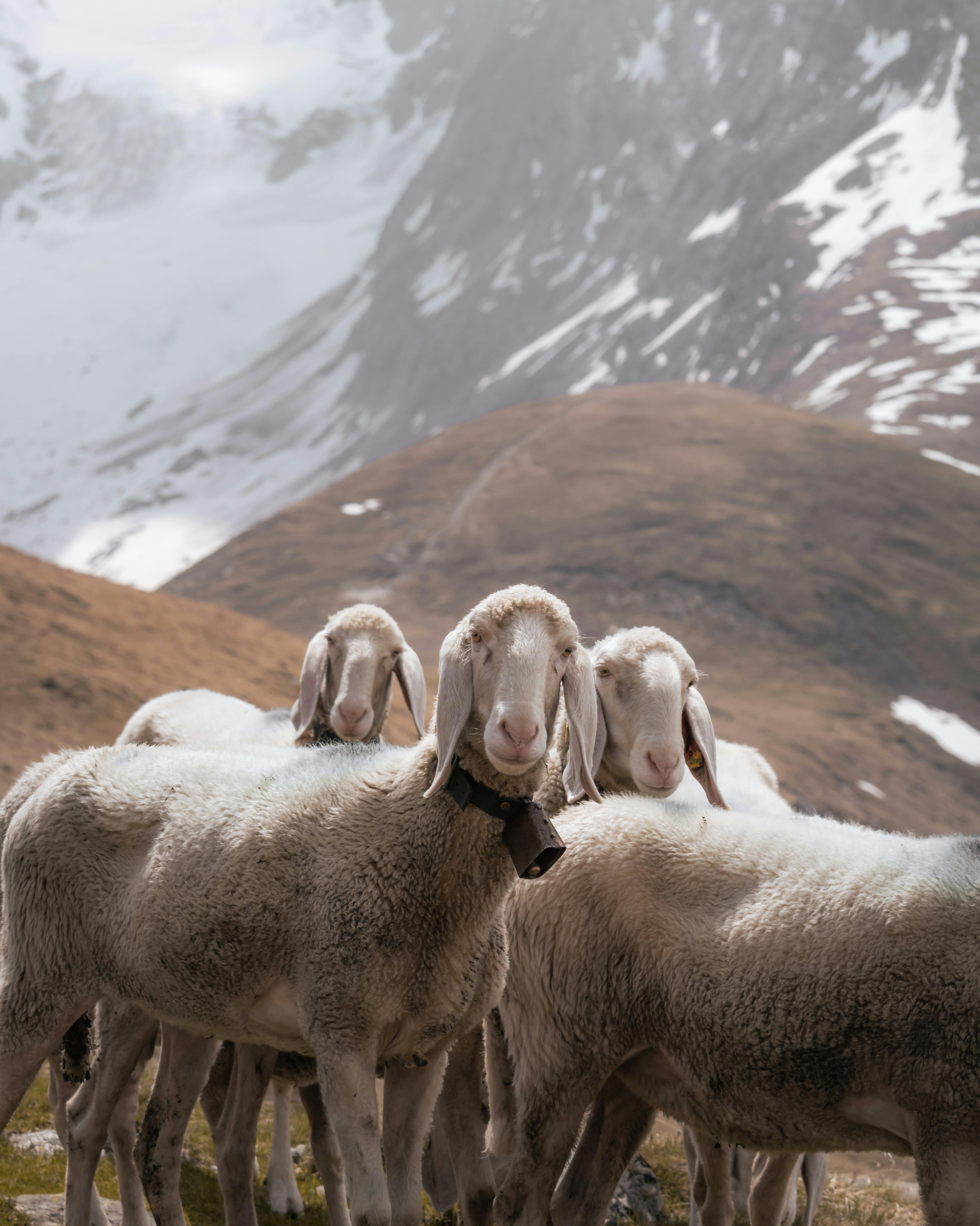 herd of tiroler bergschaf standing on a hill