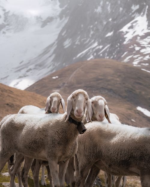 Free A serene view of sheep grazing in the picturesque mountains of Obergurgl, Austria. Stock Photo