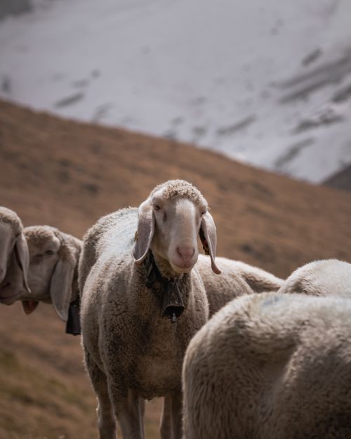 Free A serene scene of sheep grazing in the snowy mountains of Tyrol, Austria. Stock Photo