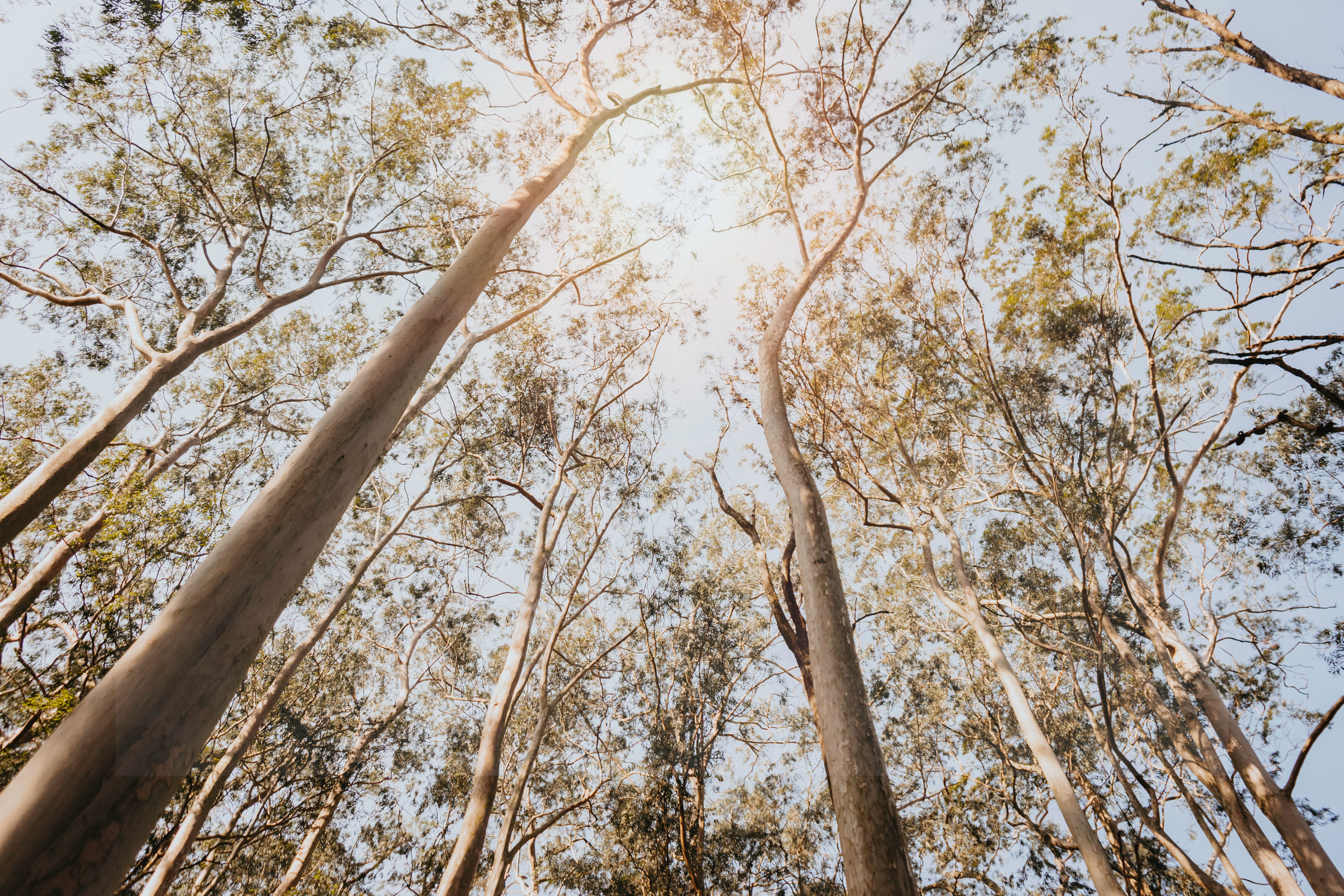 low angle view of tall trees in niterói, brazil, with sunlight filtering through a south american forest canopy