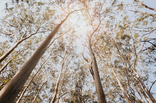 A Low Angle Shot of Trees in the Forest