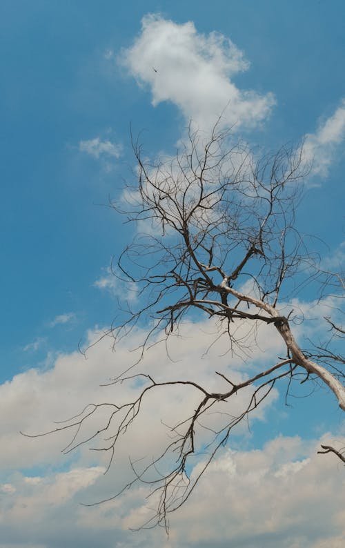 Free Leafless tree in the summer Stock Photo