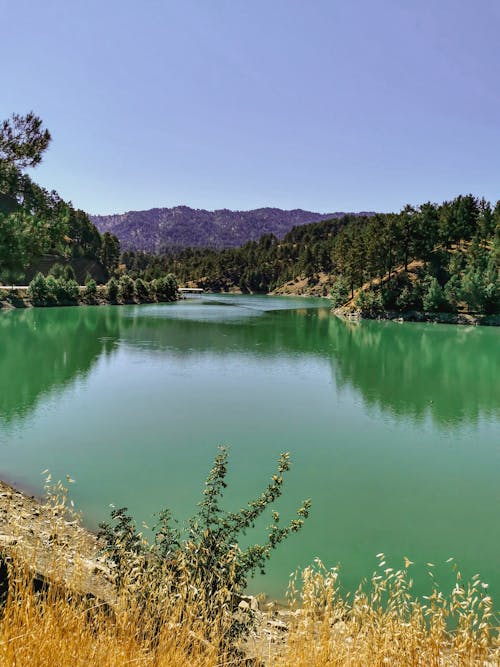 Green Trees Beside Lake Under Blue Sky