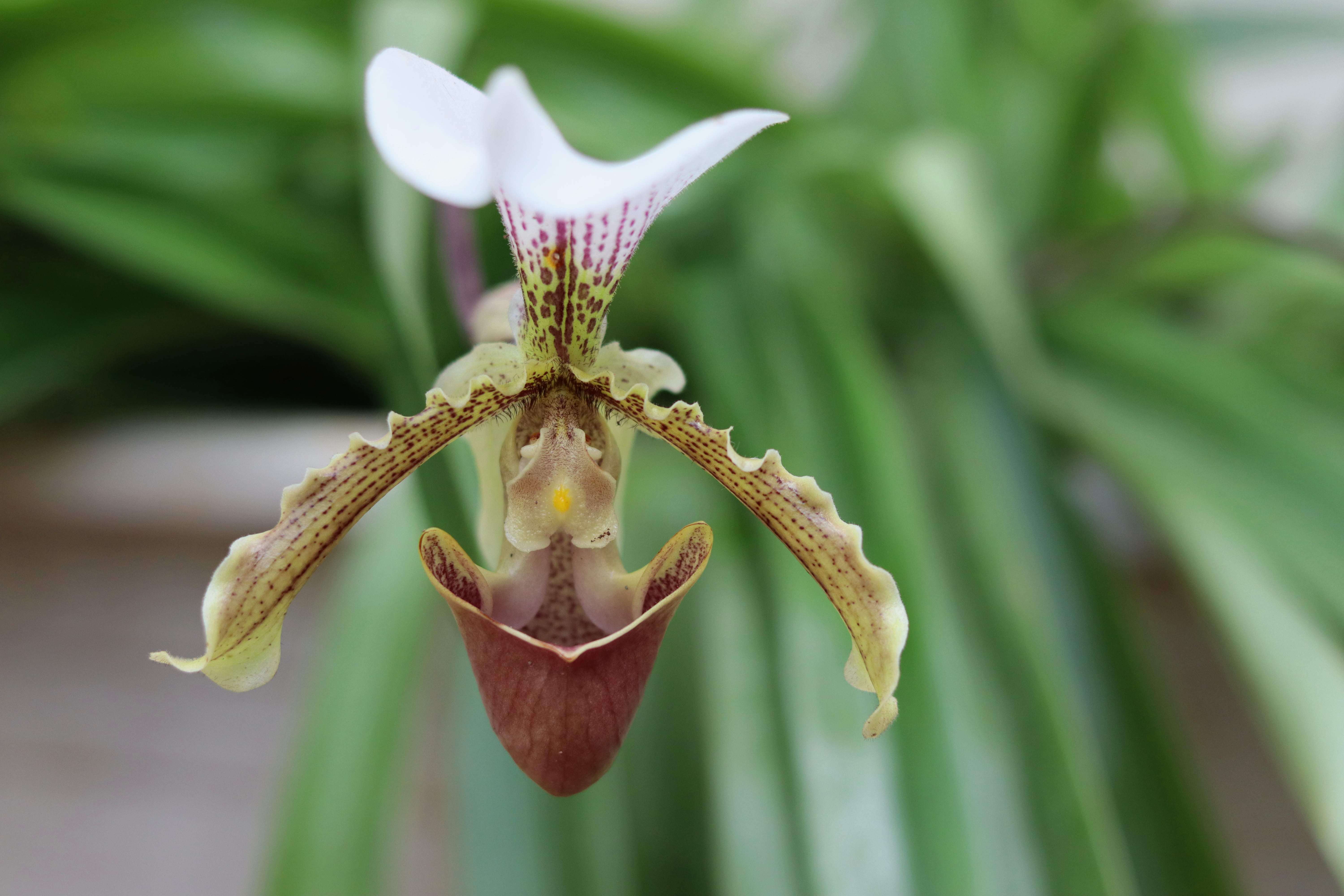 Paphiopedilum Maudiae Femma