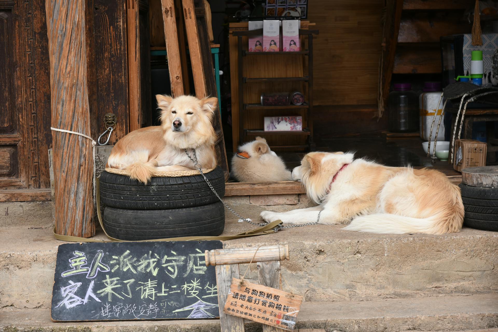 Dogs on a Leash