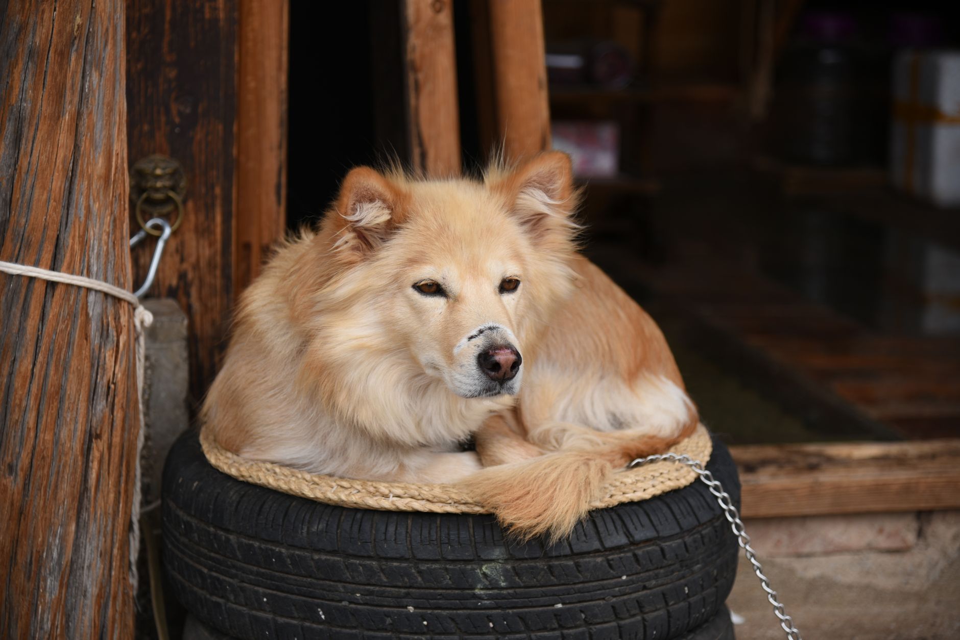 A fluffy Chow Chow dog comfortably resting on an old tire outside on a warm day.