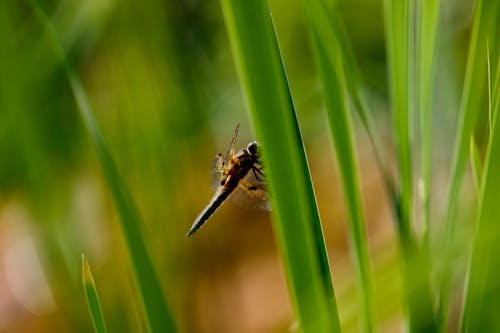 Ücretsiz böcek, böcekbilim, kanatlar içeren Ücretsiz stok fotoğraf Stok Fotoğraflar