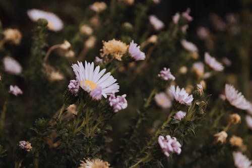 Foto d'estoc gratuïta de enfocament selectiu, flors, natura