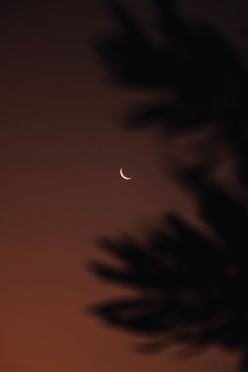 Free A gentle crescent moon viewed through silhouetted leaves during twilight. Stock Photo