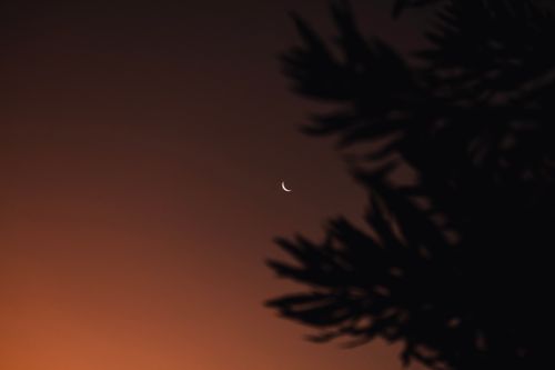 Free A peaceful crescent moon surrounded by silhouetted branches against a twilight sky, capturing a tranquil moment. Stock Photo