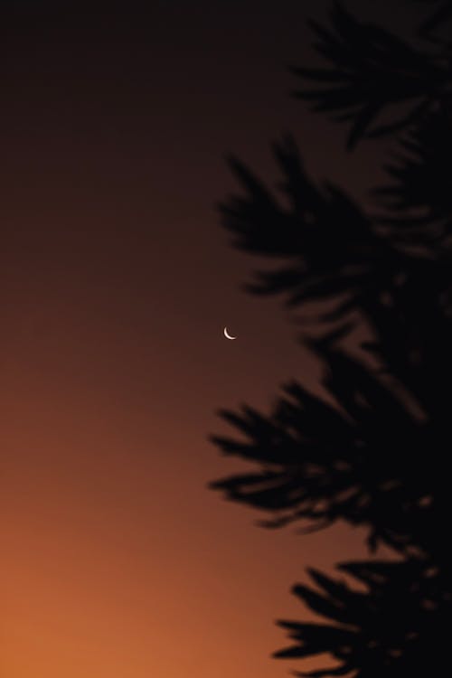 
A View of a Crescent Moon in the Night Sky