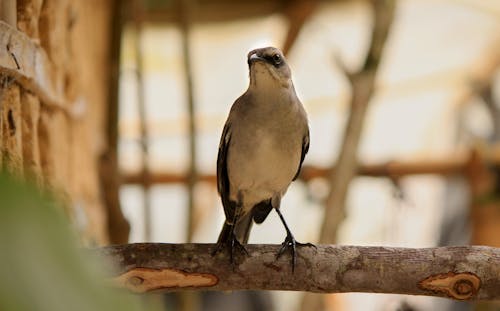 Foto stok gratis burung hitam, burung hitam biasa, burung rawa