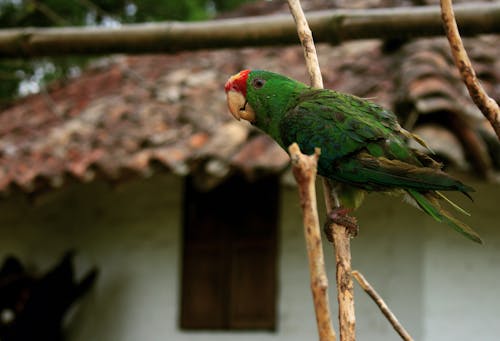 Free Green Parrot Perched on a Tree Branch Stock Photo