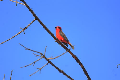 Foto stok gratis burung merah, burung terbang, dasi kupu-kupu