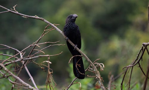 Black Bird Perched on a Tree Branch