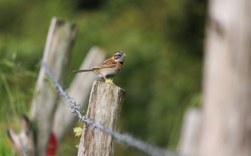 Fotos de stock gratuitas de ave volando, gorrión, pajaro rojo