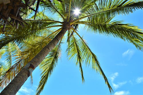 Free Palm Tree Under Blue Sky Stock Photo