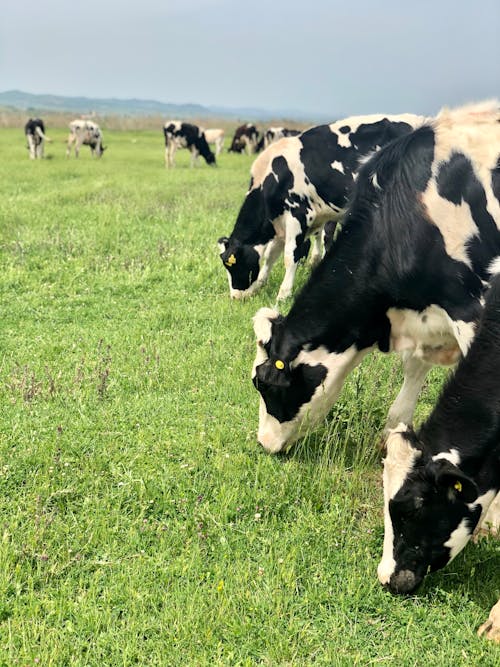 Free Herd of Cow Eating Fresh Grass Stock Photo