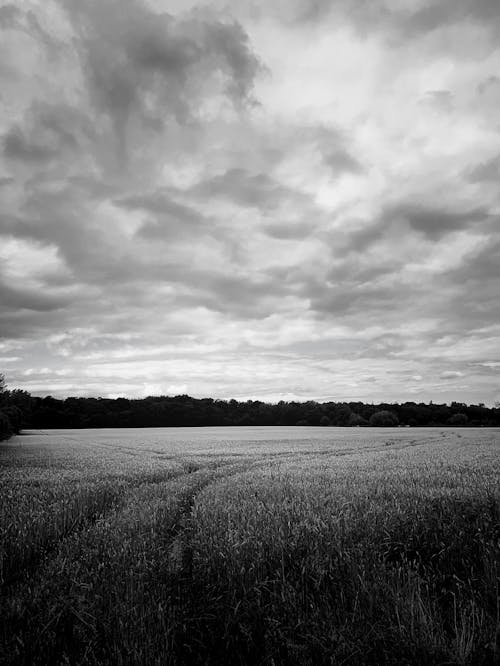 A Grayscale of a Field under a Cloudy Sky
